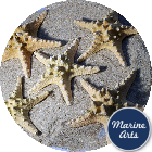 8740 - Starfish Knobbly Large 15cm
